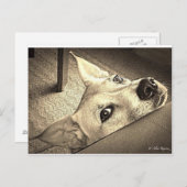 Sokka Davis Postcard Postkarte (Vorne/Hinten)