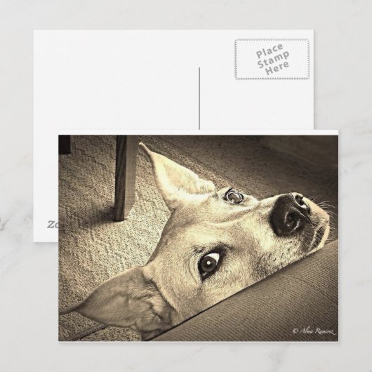 Sokka Davis Postcard Postkarte (Vorne/Hinten)