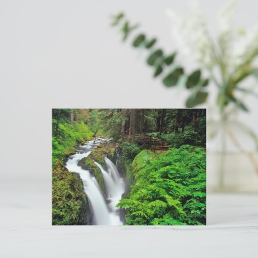 Sol Duc Falls in Olympic National Park Postkarte (Stehend Vorderseite)