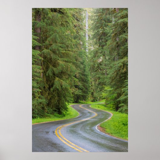 Sol Duc River Road durch Wald Poster (Vorne)