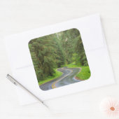 Sol Duc River Road durch Wald Quadratischer Aufkleber (Umschlag)