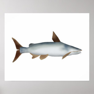 Soldier Catfish Poster