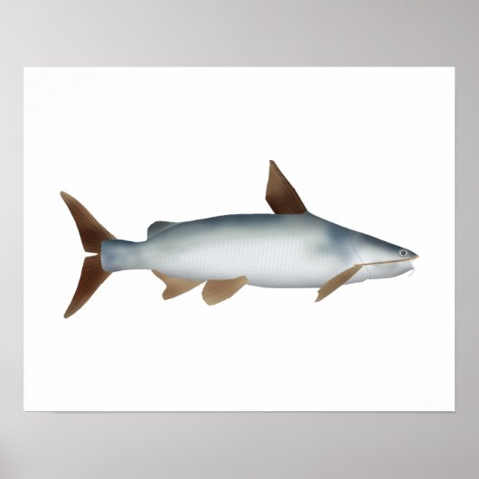 Soldier Catfish Poster (Vorne)