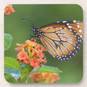 Soldier (Danaus eresimus) Schmetterling beim Fress Getränkeuntersetzer