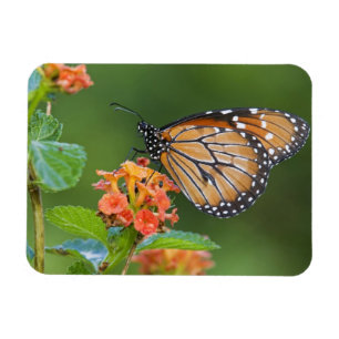 Soldier (Danaus eresimus) Schmetterling beim Fress Magnet