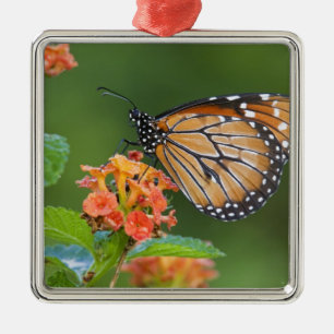 Soldier (Danaus eresimus) Schmetterling beim Fress Ornament Aus Metall