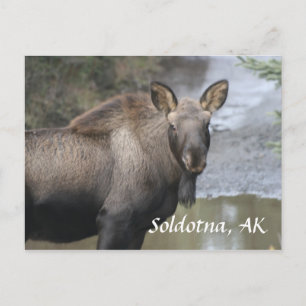 , Soldotna, AK Postkarte