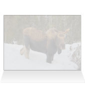 Soldotna Moose - 5" x 7" Art Card (Innenansicht Horizontal (Oben))