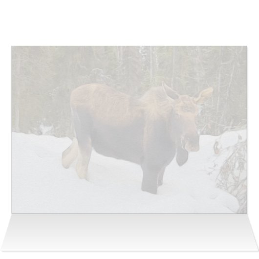 Soldotna Moose - 5" x 7" Art Card (Innenansicht Horizontal (Oben))