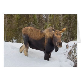 Soldotna Moose - 5" x 7" Art Card
