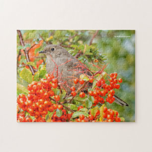 Solitaire Songbird von Townsend auf der Pyracantha Puzzle