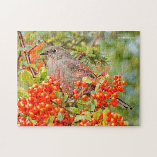Solitaire Songbird von Townsend auf der Pyracantha Puzzle (Horizontal)