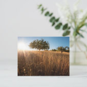 Solitärbaum auf der Wiese Postkarte (Stehend Vorderseite)