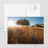 Solitärbaum auf der Wiese Postkarte (Vorne/Hinten)