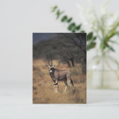 Solitary Antelope Postkarte (Stehend Vorderseite)