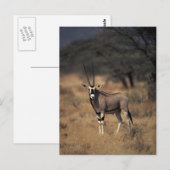 Solitary Antelope Postkarte (Vorne/Hinten)