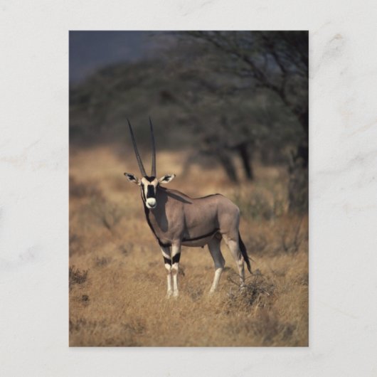 Solitary Antelope Postkarte (Vorderseite)
