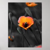 Solitary Bloom in Monochrome Poster (Vorne)