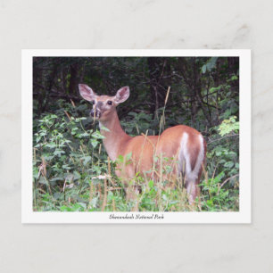Solitary Fawn Postcard Postkarte