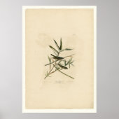 Solitary Flycatcher oder Vireo Poster (Vorne)