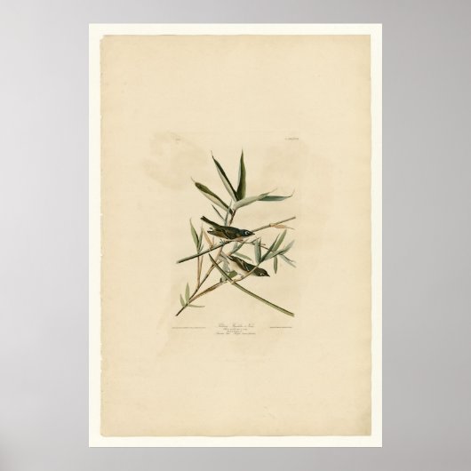 Solitary Flycatcher oder Vireo Poster (Vorne)