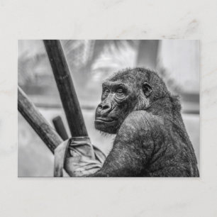 Solitary Gorilla Postkarte