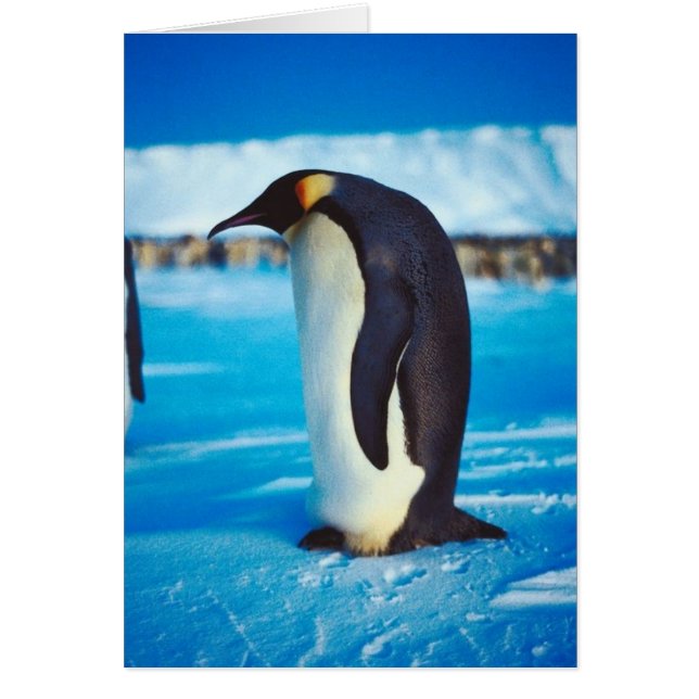 Solitary Penguin (Vorne)