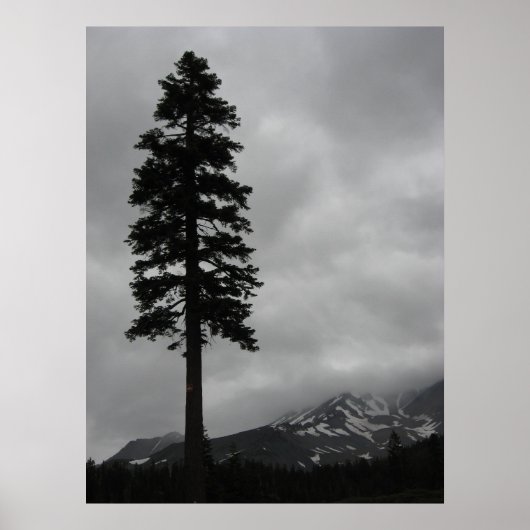 Solitary Pine - Poster (Vorne)