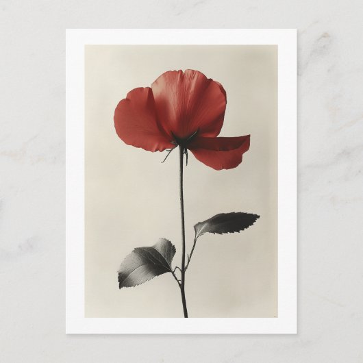 Solitary Red Blume Postkarte (Vorderseite)