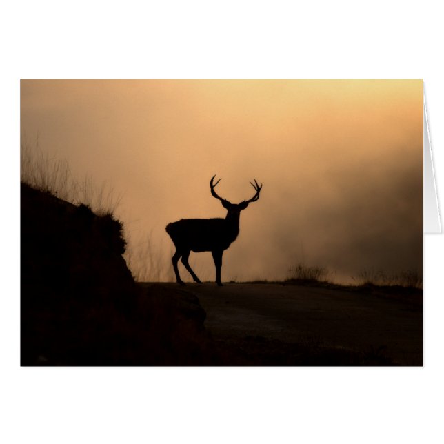 Solitary Red Stag Card (Vorderseite (Horizontal))