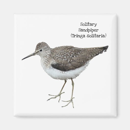 Solitary Sandpiper Magnet (Vorne)