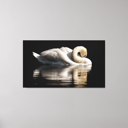 Solitary Swan Leinwanddruck (Vorderseite)
