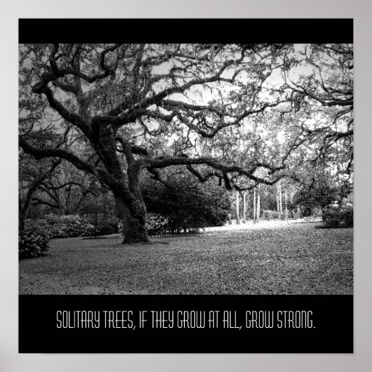 Solitary Tree Poster (Vorne)