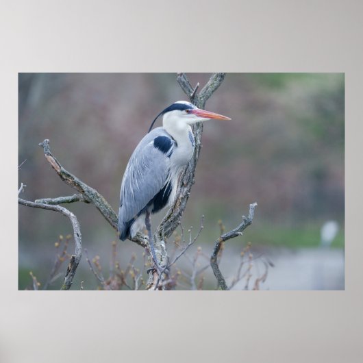 Solitary Watcher Gray Heron Poster (Vorne)