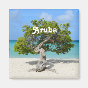 Solo- Divi Divi Baum in Aruba Magnet