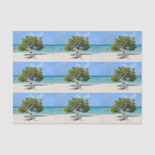 Solo- Divi Divi Baum in Aruba Seidenpapier (Vorderseite)