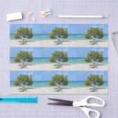 Solo- Divi Divi Baum in Aruba Seidenpapier (Handwerk)