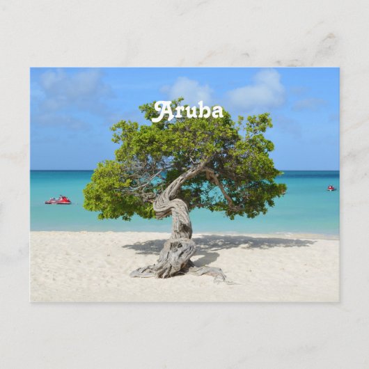 Solo Divi Tree in Aruba Postkarte (Vorderseite)