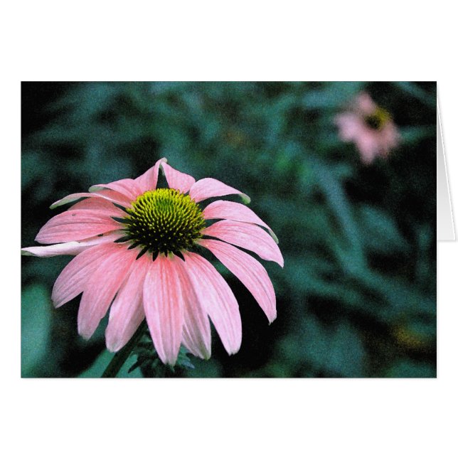 Solo Echinacea (Vorderseite (Horizontal))