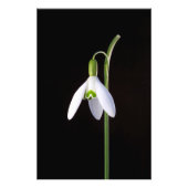 Solo Perfection Fotodruck (Vorne)