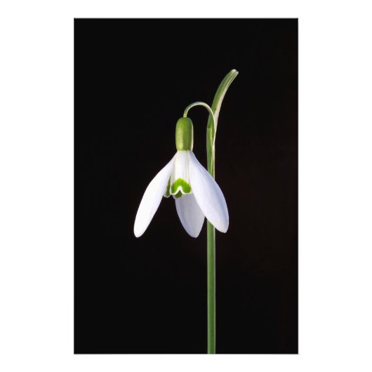 Solo Perfection Fotodruck (Vorne)