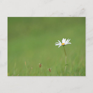 Solo Postkarte