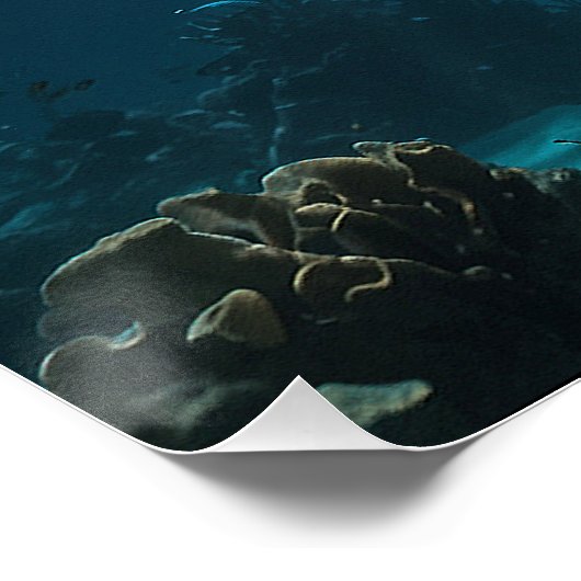 Solo Schwimmhai Poster (Ecke)