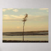 Solo Tree auf Cape Cod Beach Picture Poster (Vorne)