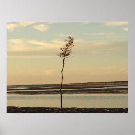 Solo Tree auf Cape Cod Beach Picture Poster