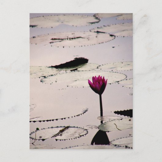 Solo-tus | Kambodscha Postkarte (Vorderseite)