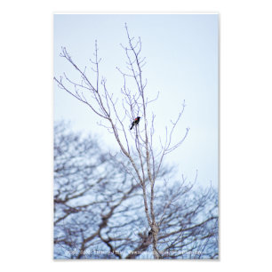 Soloist Fotodruck