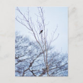 Soloist Postkarte (Vorderseite)