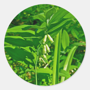 Solomon-Aufkleber für die Wildblume des Siegels Runder Aufkleber