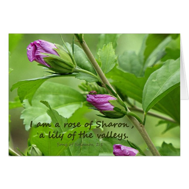 Solomon-Lied 2:1 (Vorderseite (Horizontal))